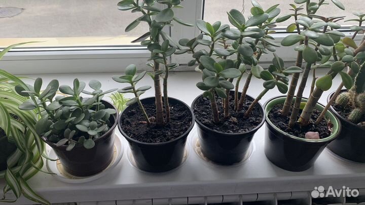 Денежное дерево