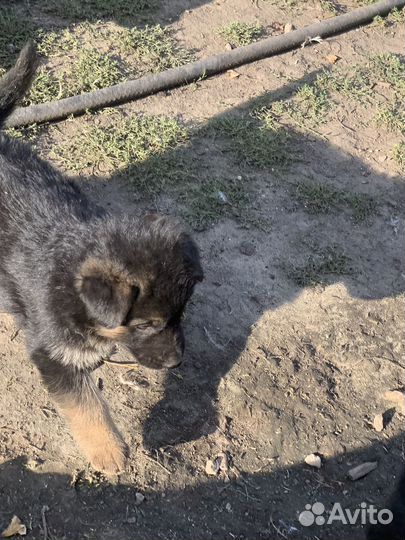 Немецкая овчарка