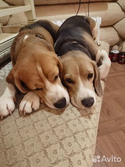 Отдых для биглей