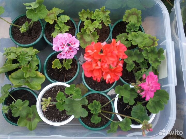 Пеларгония герань сортовая