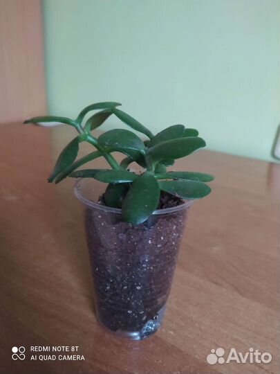 Толстянка (крассула)