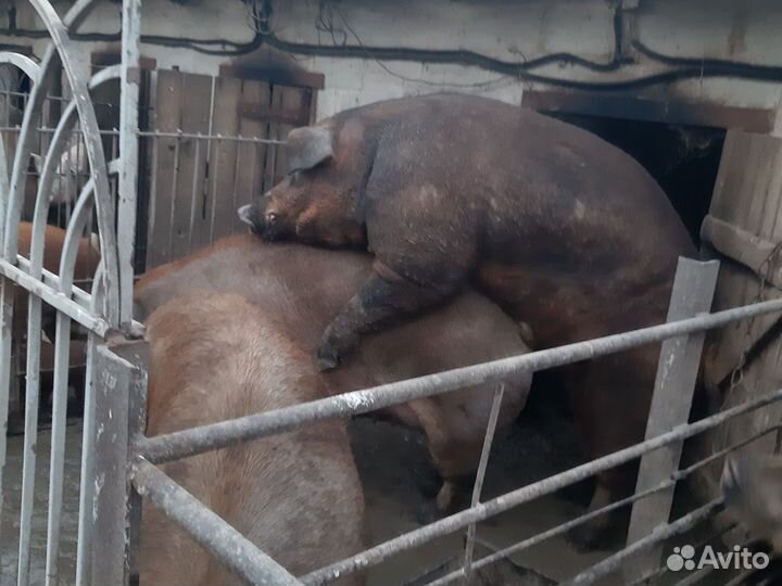 Хряк,продаю,услуги осименения