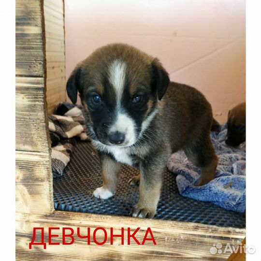 Щенок в добрые руки