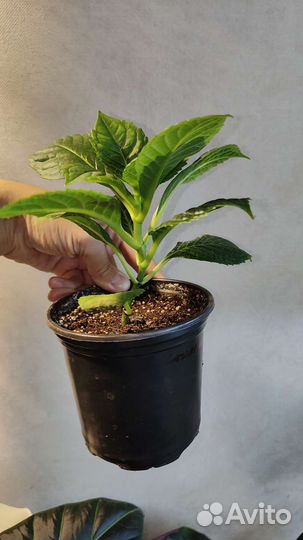 Гортензия комнатная