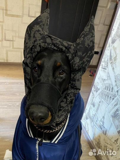 Шапка для добермана