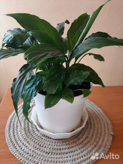 Спатифиллум