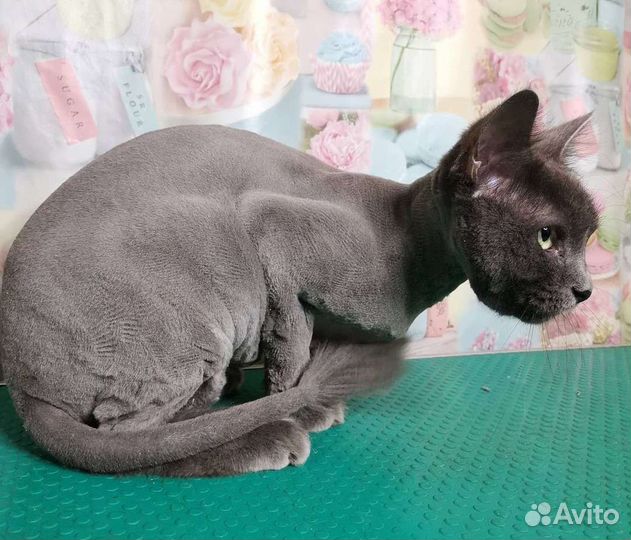 Стрижка кошек и собак опытным грумером