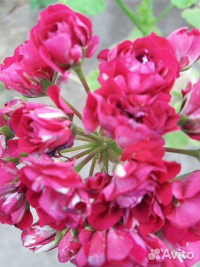 Пеларгония герань