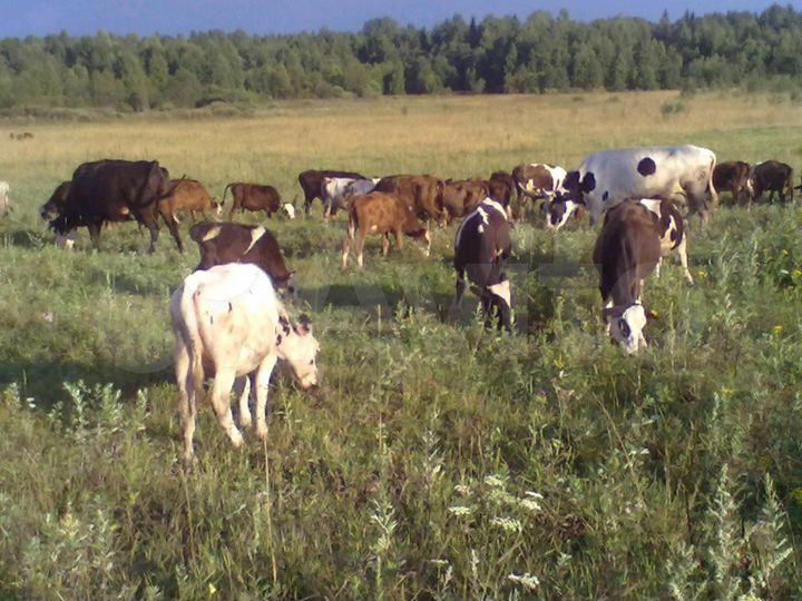 Участок 1,47 га (ИЖС)