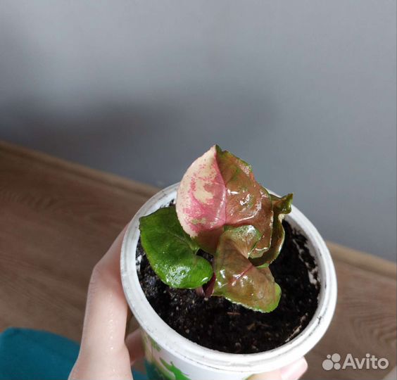 Сингониум клубничный лед galaxy