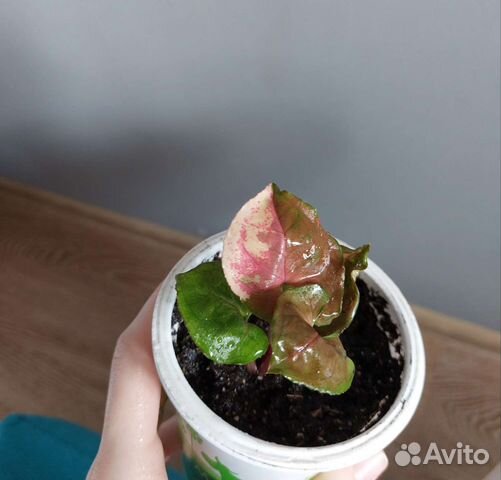 Сингониум клубничный лед galaxy