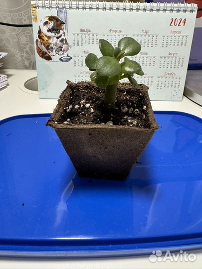 Крассула.Толстянка.Денежное дерево