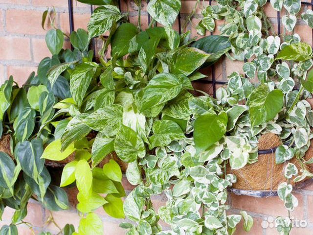 Эпипремнумы сортовые