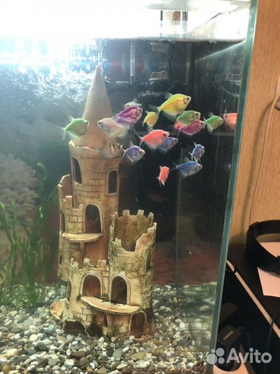 Аквариум с рыбками