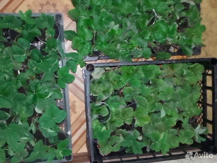 Кусты и саженцы Виктории, земляники, малины