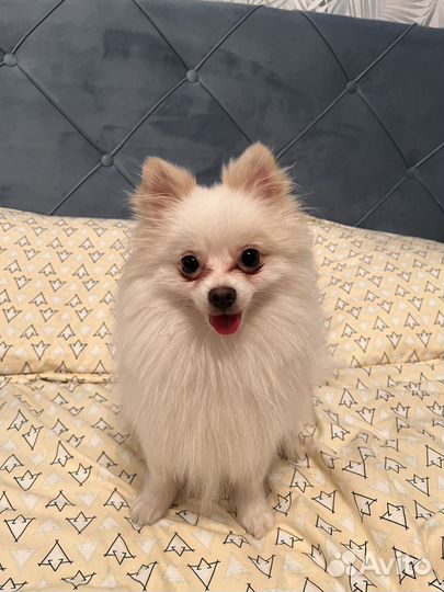 Шпиц вязка кобель