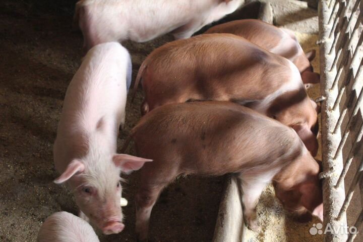 Поросята ландрас