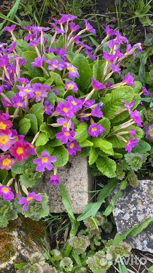 Цветы многолетники