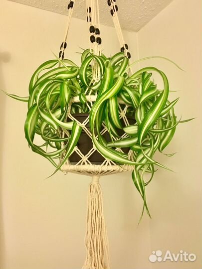 Хлорофитум Кудрявый Бонни