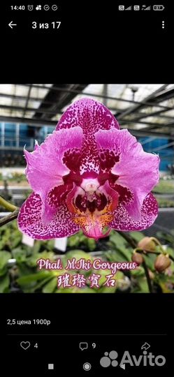 Орхидея фаленопсис