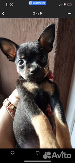 Собака порода той-терьер