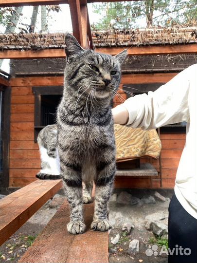 Отдам в добрые руки