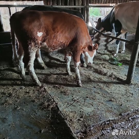 Корова с теленком