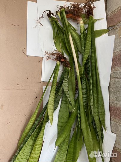 Сансевиерия