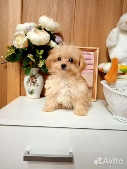 Микро - тэдди девочка Алиса Мальтипу ф1