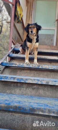 Собака обработан