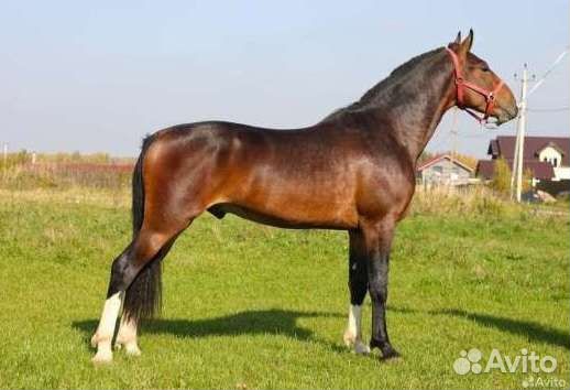 Орловец жеребец