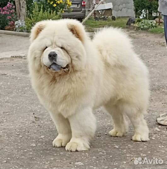 Кавалеры приглашают дам