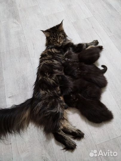 Котята мейн-кун
