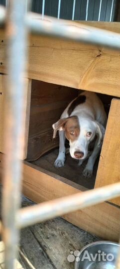 Хозяин ваша собака попала под отлов, она в приюте