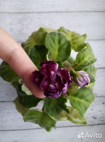 Детки и стартеры сортовых фиалок