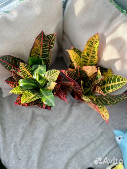 Кротон или кодиум