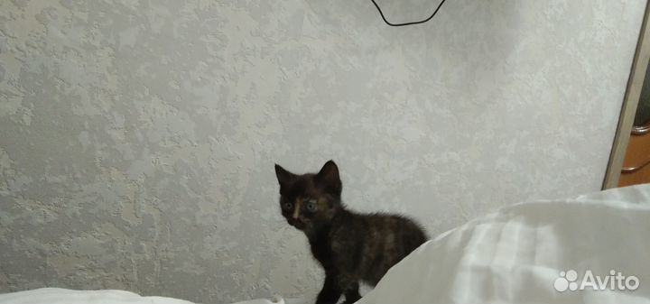 Отдам бесплатно