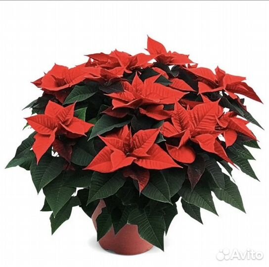 Пуансеттия