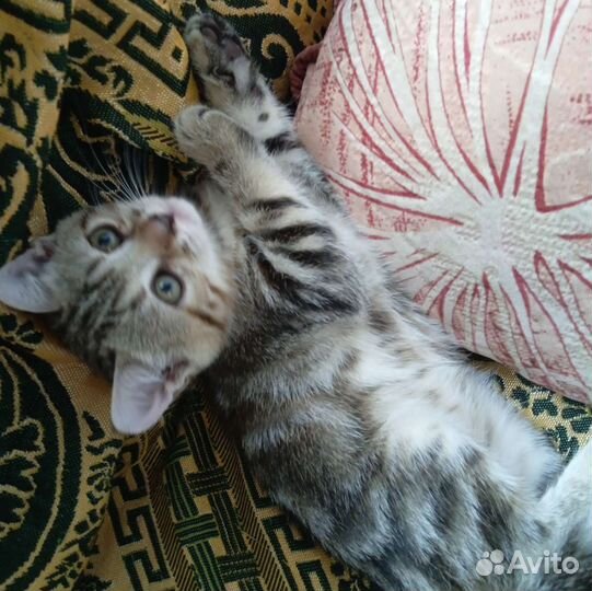 Кошка в дар бесплатно