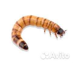 Кормовые насекомые (живые)