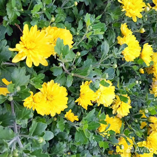 Букет хризантем