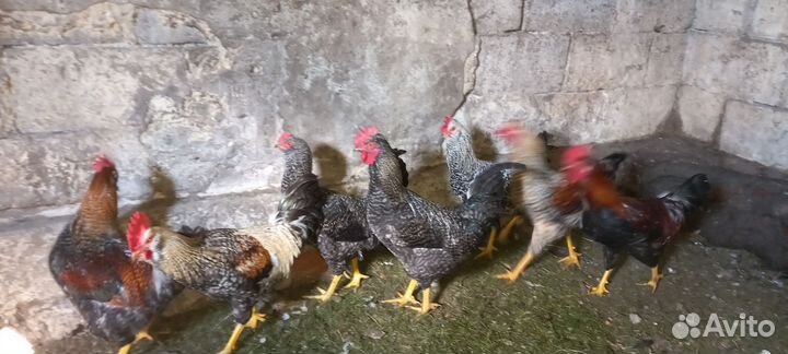Петухи 5 мес