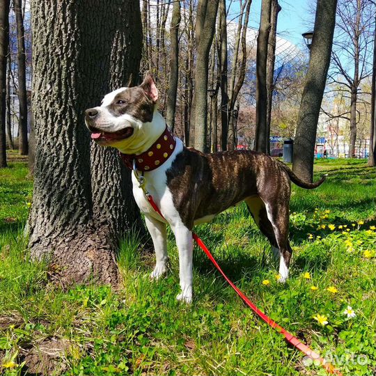 Выгул собак, зооняня