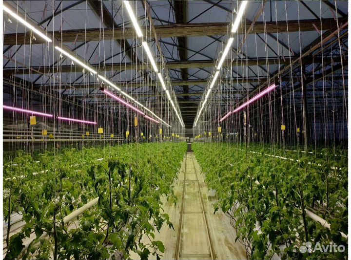 Светодиодный светильник для теплиц 50W Фито лампы