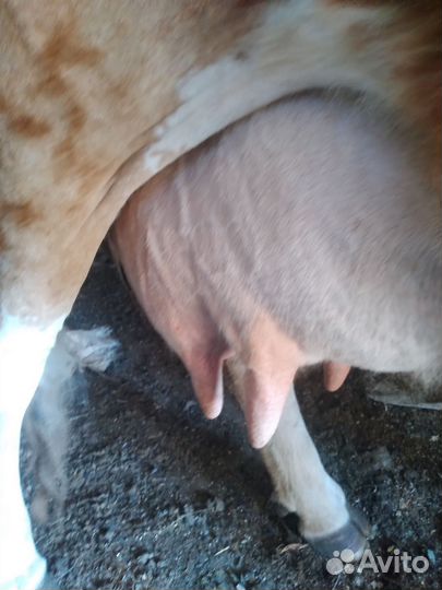 Корова молодая выскоудойная