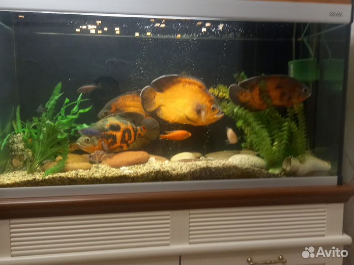 Астронотусы