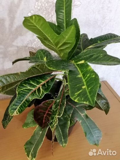 Кротон кодиеум