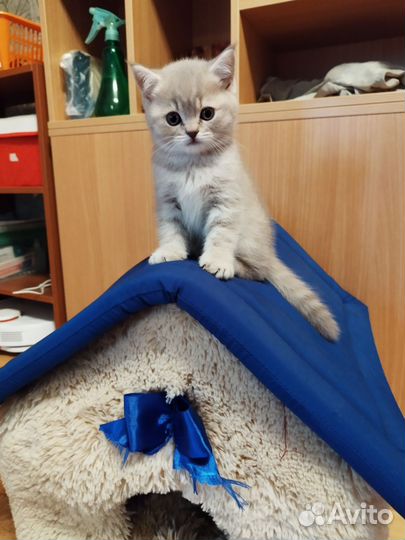 Британские котята