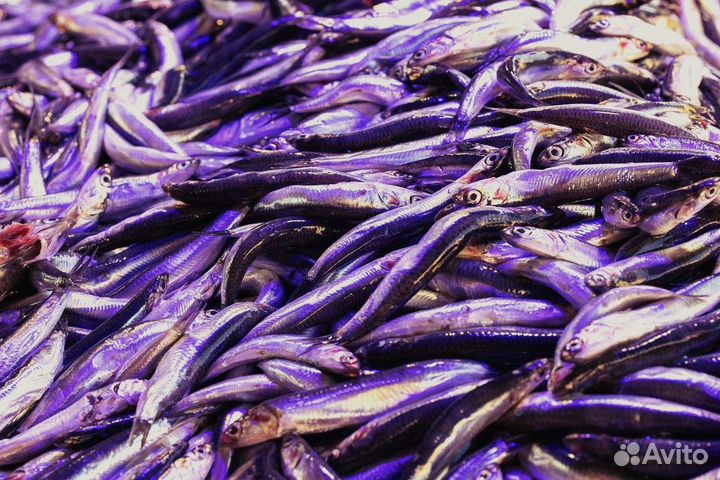 Готовый бизнес свежая и морская рыба