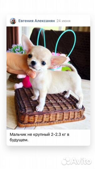 Чихуахуа. Питомник РКФ. Доставка